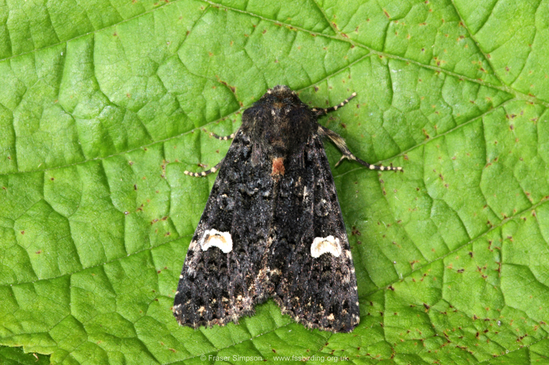 Dot Moth (Melanchra persicariae)  Fraser Simpson