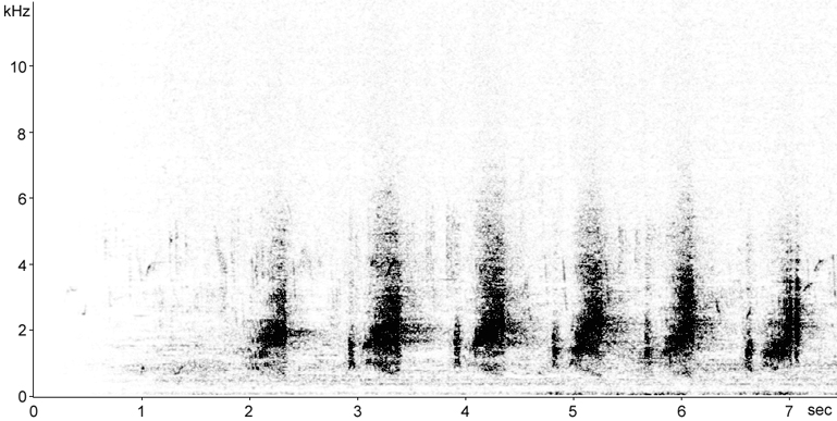 Sonogram of Double-spurred Francolin song