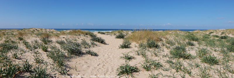 Low dune system, Zahara de los Atunes © Fraser Simpson