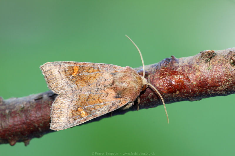 Ear moth agg (Amphipoea sp.)  Fraser Simpson