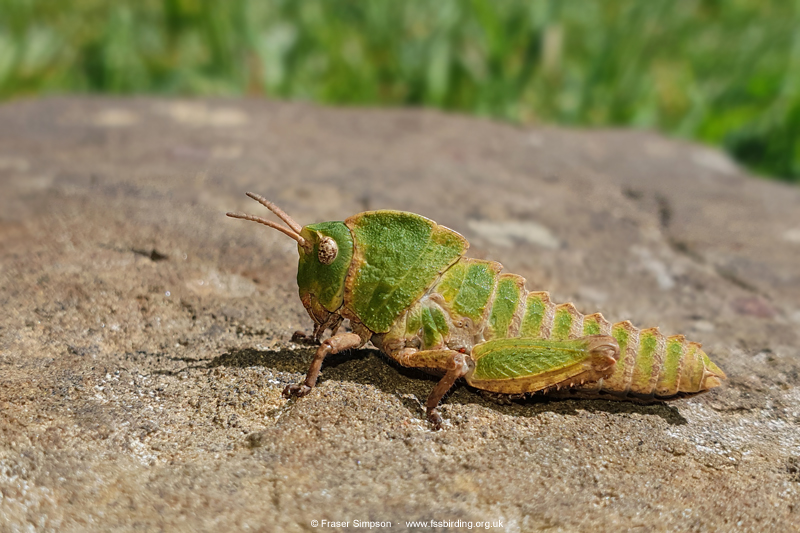Earthling Stone Grasshopper (Euryparyphes terrulentus)  Fraser Simpson