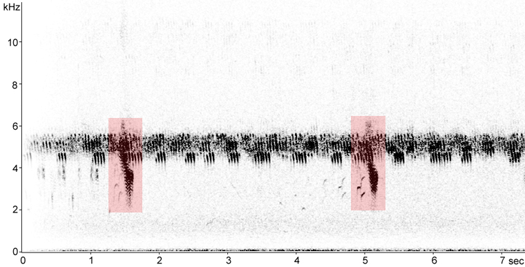 Sonogram of Eastern Meadowlark calls