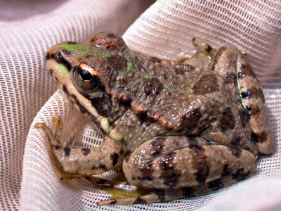 Iberian Water Frog (Rana perezi) 