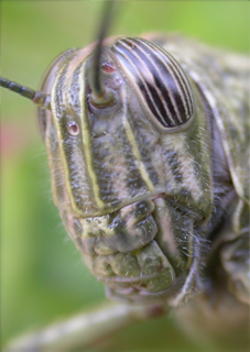 Egyptian Grasshopper (Anacridium aegptium) © Fraser Simpson