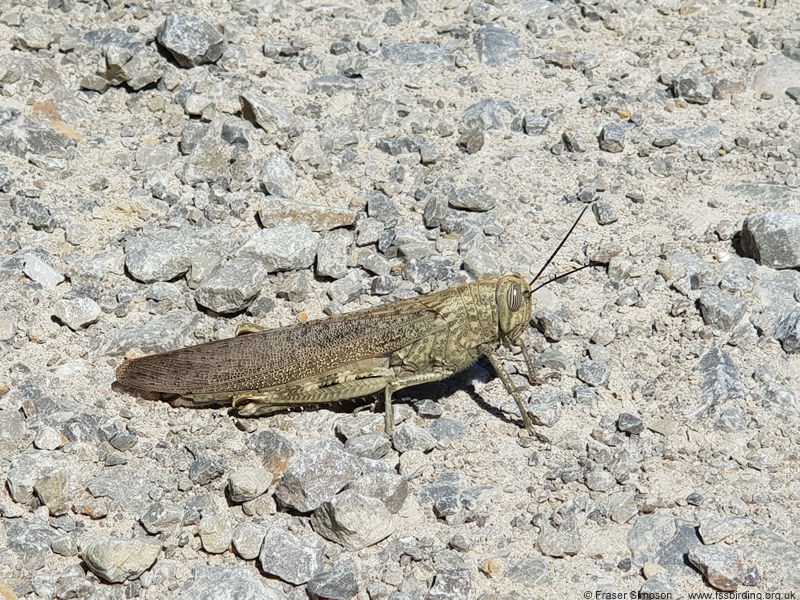 Egyptian Grasshopper (Anacridium aegyptium),Marismas del Barbate, Andaluca, Spain, April 2023  Fraser Simpson