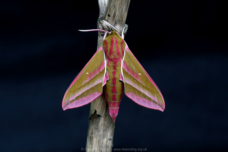Elephant Hawk-moth (Deilephila elpenor) � Fraser Simpson