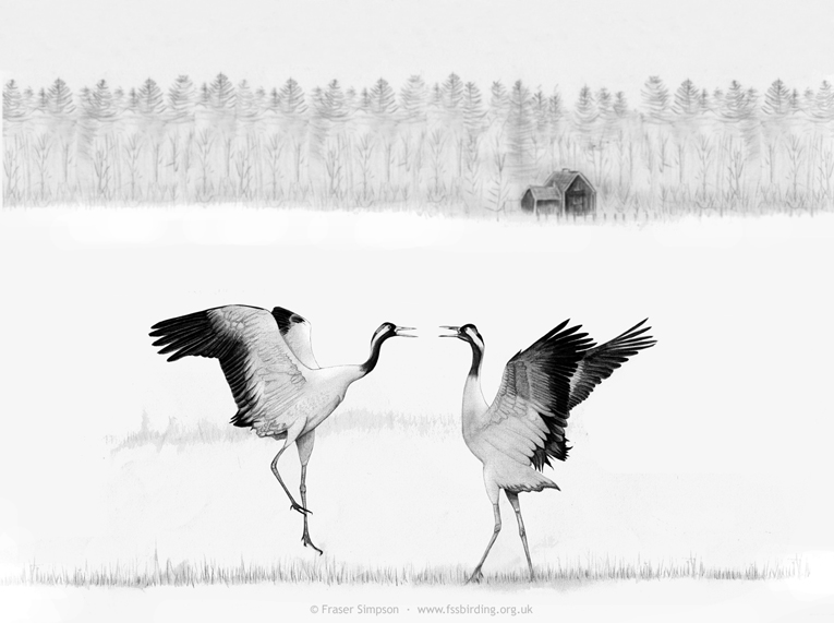 Drawing of Eurasian Cranes courtship dance in Sweden � Fraser Simpson
