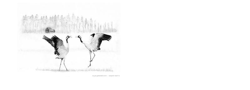Eurasian Cranes courtship dance in Sweden drawing © Fraser Simpson