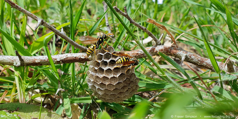 European Paper Wasp (Polistes dominula), Valle de Ojén © Fraser Simpson