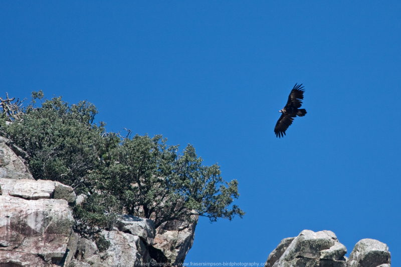 Black Vulture  Fraser Simpson