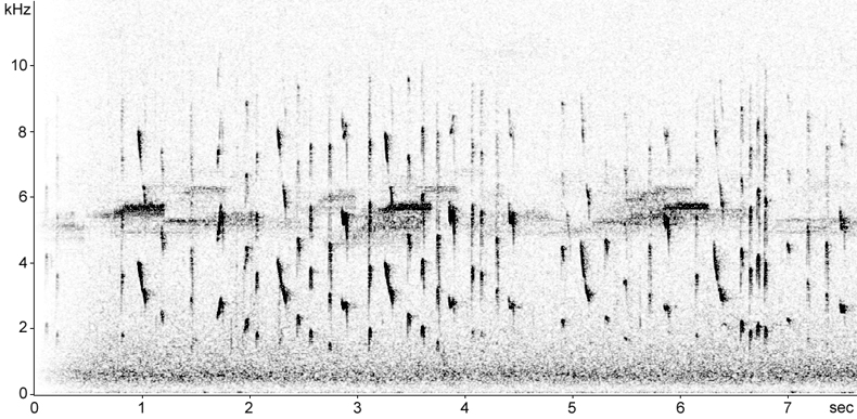 Sonogram of Fan-tailed Gerygone song/calls