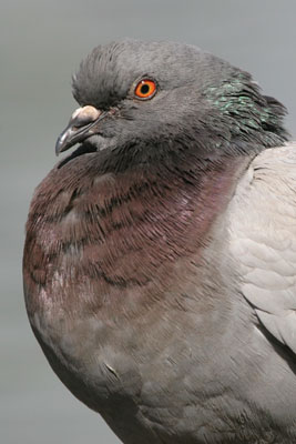 Feral Pigeon © 2005  F. S. Simpson