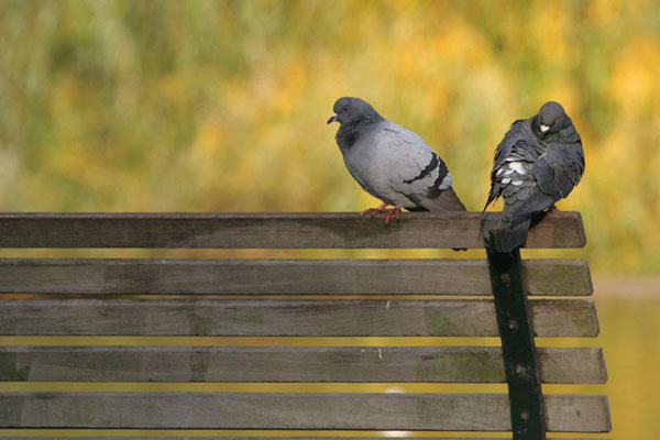 Feral Pigeons ©2005 Fraser Simpson