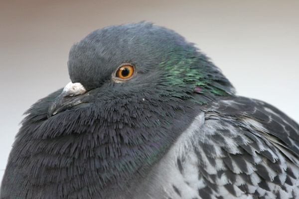 Feral Pigeon ©2005 Fraser Simpson