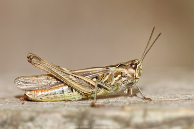 female Field Grasshopper (Chorthippus brunneus), Townholm, Kilmarnock � Fraser Simpson