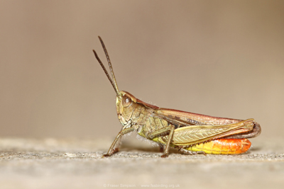 male Field Grasshopper (Chorthippus brunneus), Townholm, Kilmarnock � Fraser Simpson