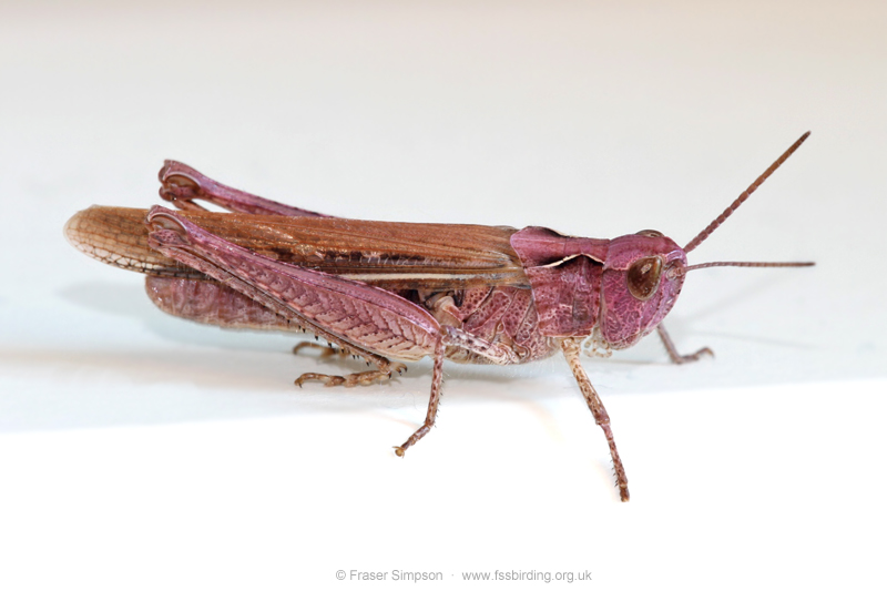 pink form of Field Grasshopper (Chorthippus brunneus) © Fraser Simpson