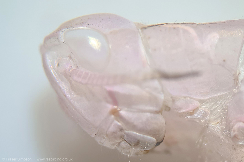 detail of exuviae of pink form of Field Grasshopper (Chorthippus brunneus) © Fraser Simpson