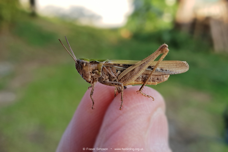 Field Grasshopper (Chorthippus brunneus) © Fraser Simpson