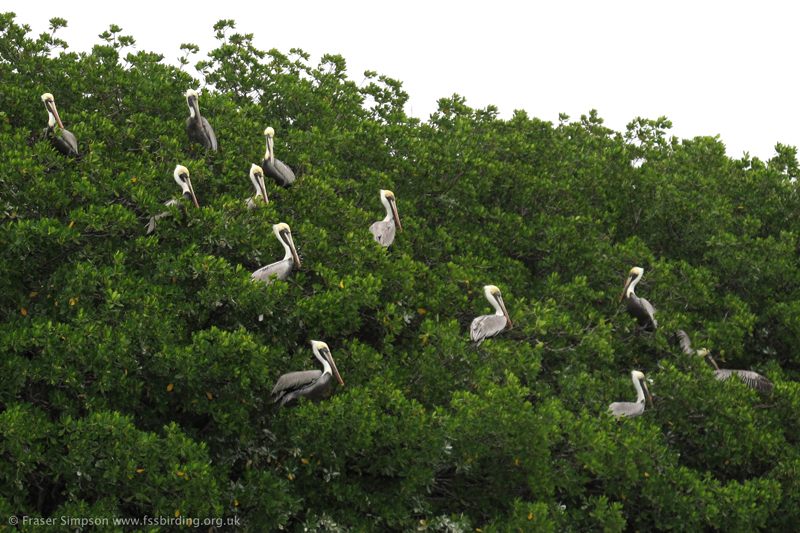 Brown Pelicans (Pelecanus occidentalis) on Venture Key © Fraser Simpson 2014