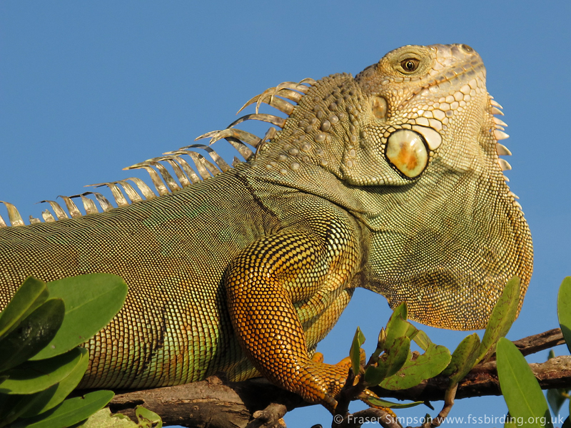 Green Iguana (Iguana iguana) © Fraser Simpson 2014