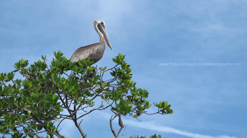 Brown Pelican (Pelecanus occidentalis), Pye Key © Fraser Simpson