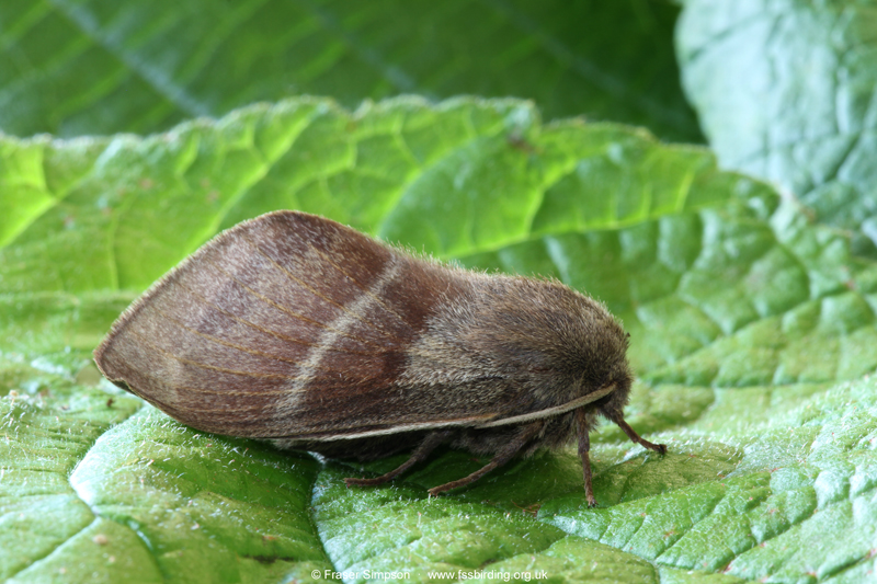 Fox Moth (Macrothylacia rubi)  Fraser Simpson