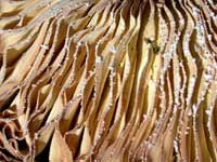 Fungal Cap Gills, Spain