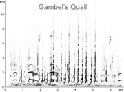 Gambel's Quail sonogram � Fraser Simpson www.fssbirding.org.uk
