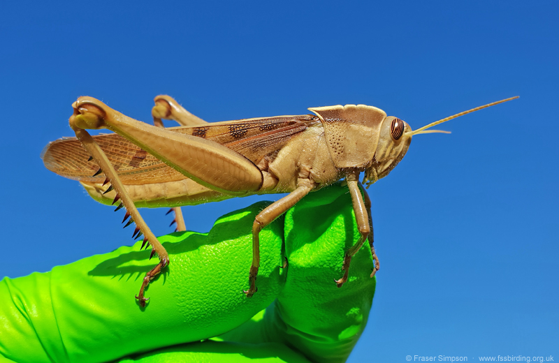 Brown-headed Grasshopper/Garden Locust (Acanthacris ruficornis citrina)  Fraser Simpson
