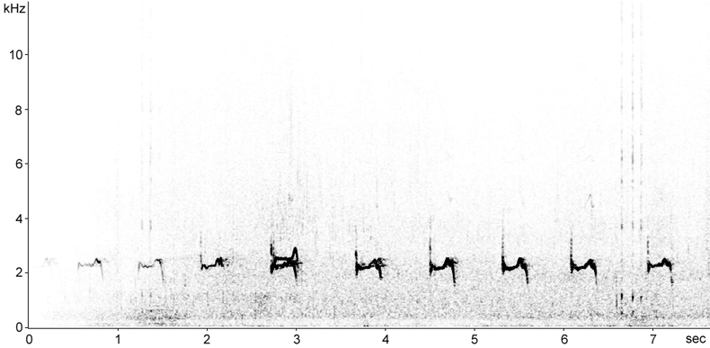 Sonogram of European Golden Plover calls in flight