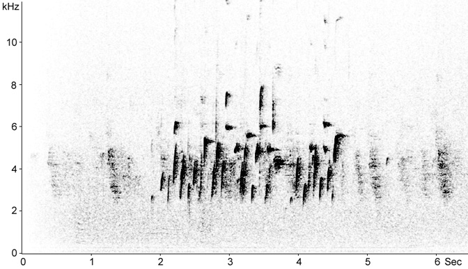 Sonogram of Goldfinch song