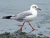 Gray-headed Gull