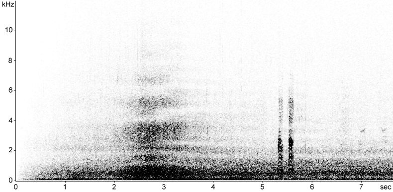 Sonogram of flight call from a Great Black-backed Gull