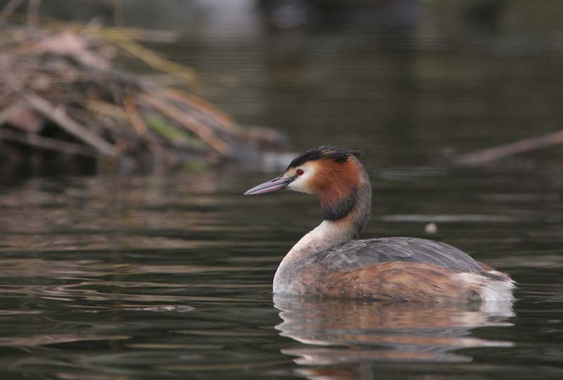 Great Crested Grebe © 2005  F. S. Simpson