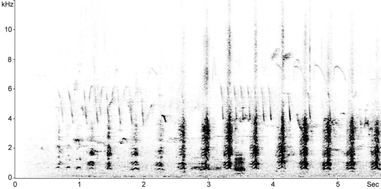 Sonogram of a territorial Great Crested Grebe