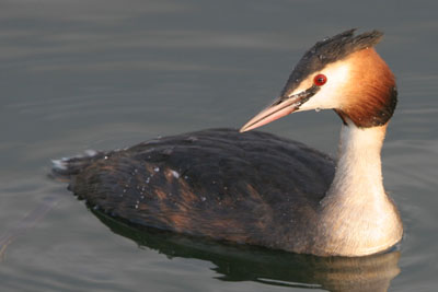 Great Crested Grebe © 2005  F. S. Simpson
