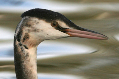 Great Crested Grebe (winter plumage) ©2005 Fraser Simpson