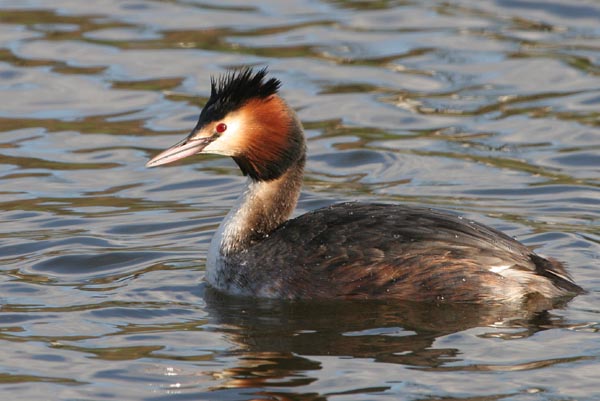 Great Crested Grebe ©2006 Fraser Simpson
