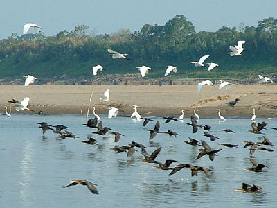Great Egrets & Neotropic Cormorants
