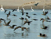 Great Egret & Neotropic Cormorant