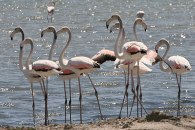 Greater Flamingo, Porto Lagos,  2005  F. S. Simpson