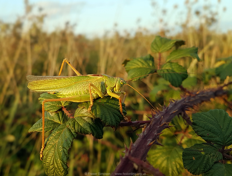 Great Green Bush-cricket (Tettigonia viridissima) © Fraser Simpson