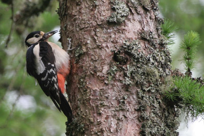 Great Spotted Woodpecker © 2005  F. S. Simpson