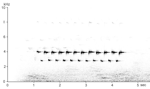Sonogram of Great Tit song