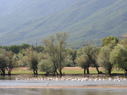 White Pelicans on the Strimnas River