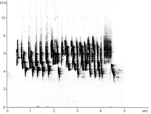 Sonogram of Greenish Warbler song