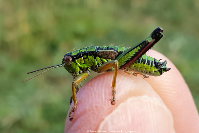 Green Mountain Grasshopper (Miramella alpina)  Fraser Simpson
