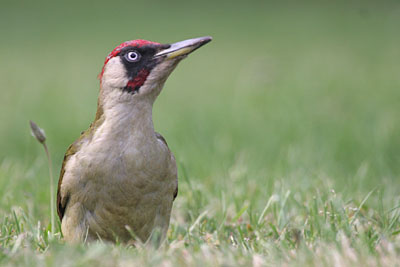 Green Woodpecker (male) © 2005  F. S. Simpson