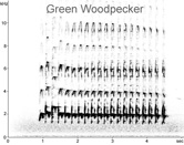 Green Woodpecker sonogram � Fraser Simpson www.fssbirding.org.uk
